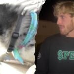 Logan Paul Dog