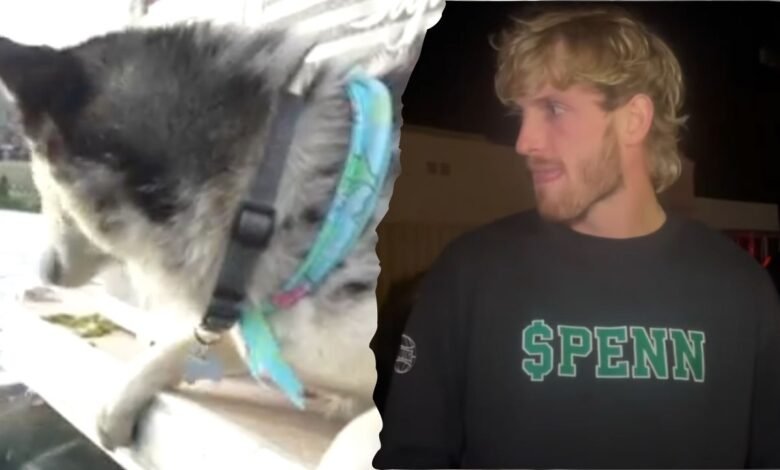 Logan Paul Dog